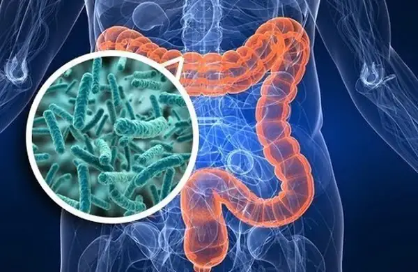 Đường Ruột khỏe mạnh Và Hệ Miễn Dịch